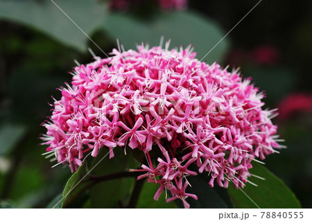 ボタンクサギ Rose glorybower ボタンクサギ Rose glorybower 78840555