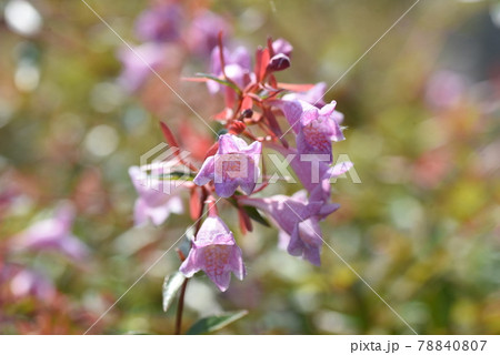 ベニバナアベリア ベニバナアベリア 78840807