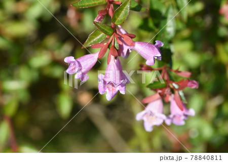 ベニバナアベリア 78840811