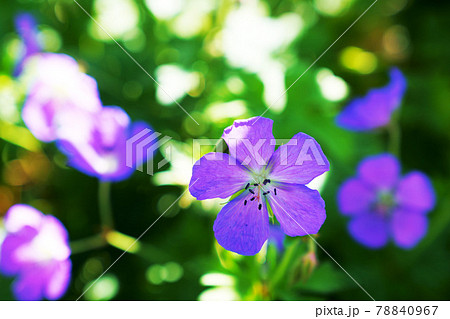 満開のゲラニウムの花 満開のゲラニウムの花 78840967