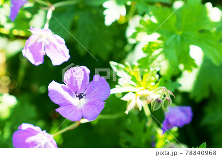 満開のゲラニウムの花 満開のゲラニウムの花 78840968