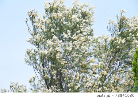 ティーツリー(メラレウカ)の花 ティーツリー(メラレウカ)の花 78841030
