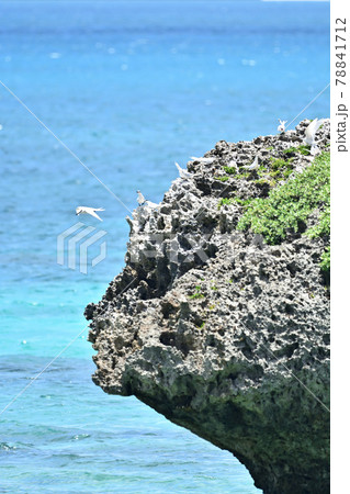 野鳥／アジサシ 78841712