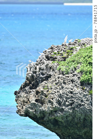 野鳥/アジサシ 野鳥/アジサシ 78841715
