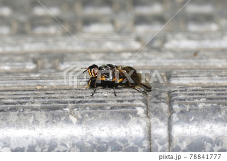 ヒゲナガヒロクチバエ 78841777