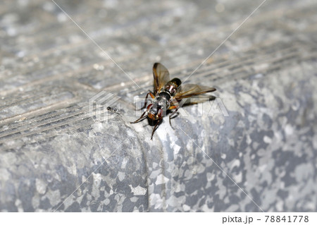 ヒゲナガヒロクチバエ 78841778