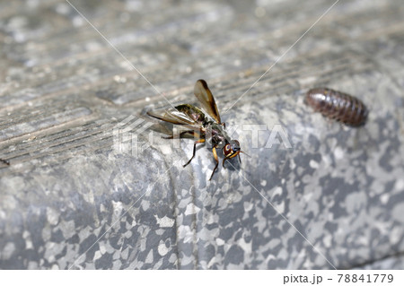 ヒゲナガヒロクチバエ 78841779