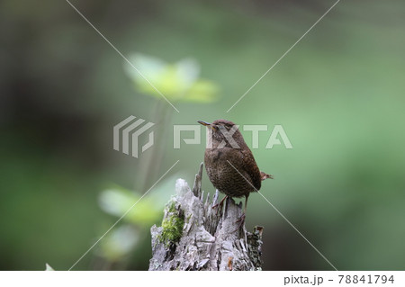 朽木に止まるミソサザイ 78841794
