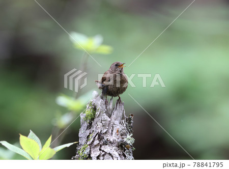 朽木でさえずるミソサザイ 朽木でさえずるミソサザイ 78841795