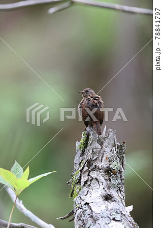 朽木に止まるミソサザイ 朽木に止まるミソサザイ 78841797