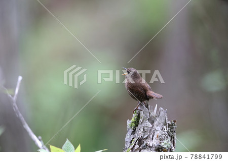 朽木でさえずるミソサザイ 朽木でさえずるミソサザイ 78841799