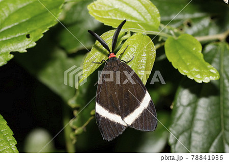 ホタルガ ホタルガ 78841936