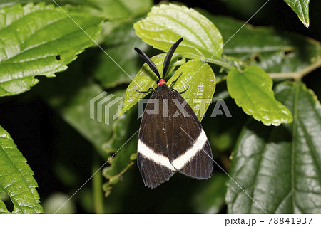 ホタルガ 78841937