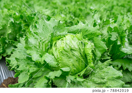 高原野菜　塩尻市洗馬のレタス畑 78842019