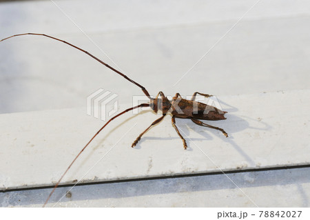 ヤハズカミキリ 78842027