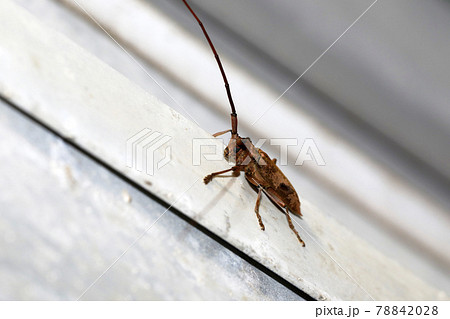 ヤハズカミキリ ヤハズカミキリ 78842028