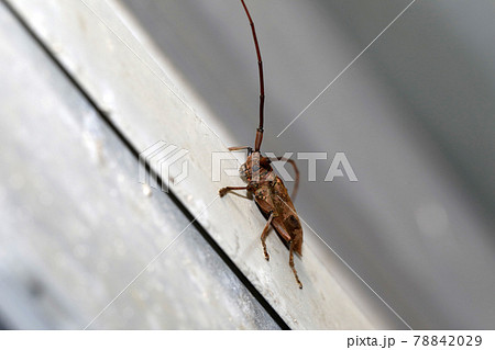 ヤハズカミキリ 78842029