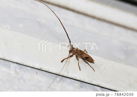 ヤハズカミキリ 78842030