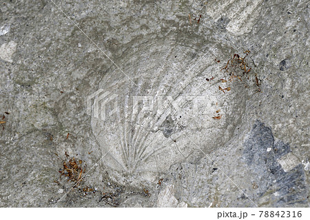 イイトミモミジツキヒの化石 イイトミモミジツキヒの化石 78842316