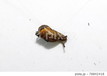 オカモノアラガイ 78842416