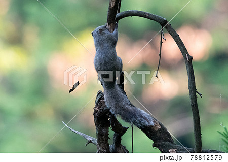 タイワンリス　特定外来生物　 78842579