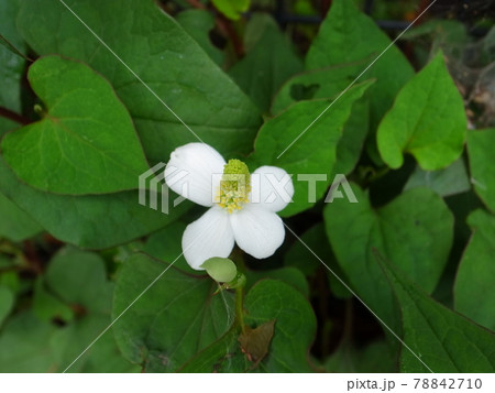 ドクダミ 78842710