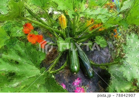 家庭菜園で実ったズッキーニのスケッチ 78842907