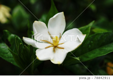 クチナシ Common gardenia クチナシ Common gardenia 78842911