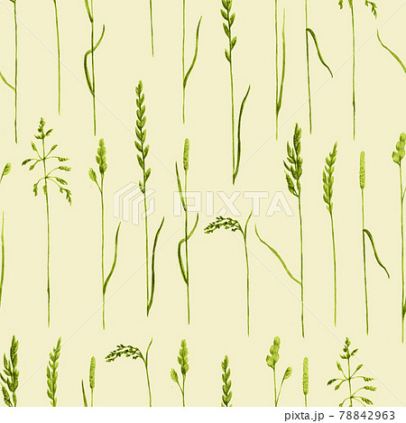Watercolor hand drawn seamless pattern with meadow cereals. Watercolor hand drawn seamless pattern with meadow cereals. 78842963