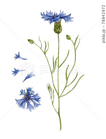 Blue cornflower flowers and petals. Watercolor illustration isolated on white background. 78842972