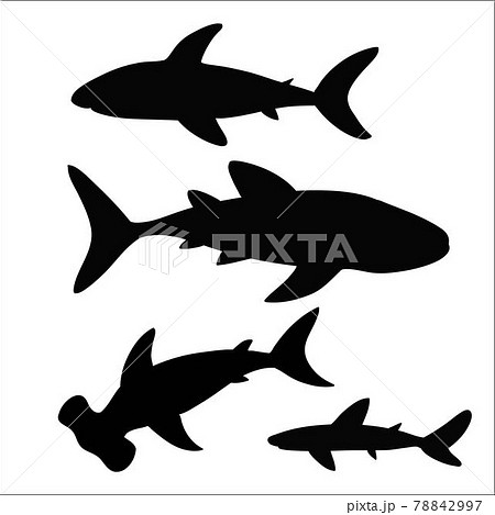 Set of shark types. Vector illustration Set of shark types. Vector illustration 78842997