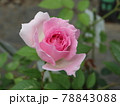 アジュール　バラ 78843088