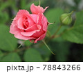 アフロディーテ　バラ 78843266