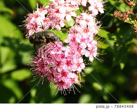 ゲンペイシモツケの花に来たコアオハナムグリ ゲンペイシモツケの花に来たコアオハナムグリ 78843408