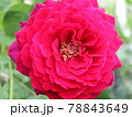 アストリットグレーフィンフォンハルデンベルグ　バラ 78843649