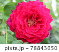アストリットグレーフィンフォンハルデンベルグ　バラ 78843650