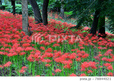 初秋の村上緑地公園に咲いた彼岸花の写真素材