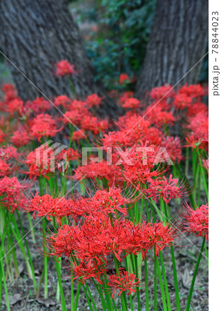 初秋の村上緑地公園に咲いた彼岸花の写真素材