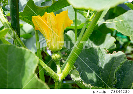 家庭菜園におけるカボチャの栽培 家庭菜園におけるカボチャの栽培 78844280