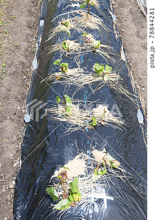 家庭菜園におけるサツマイモの栽培(定植直後) 家庭菜園におけるサツマイモの栽培(定植直後) 78844281