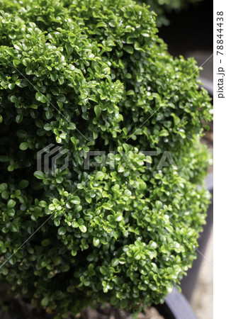 Bright spring leaves on the tree Bright spring leaves on the tree 78844438