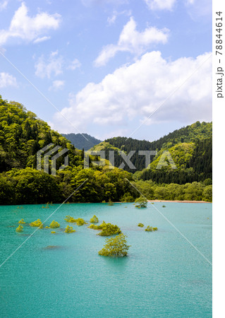 秋扇湖　水没林 78844614