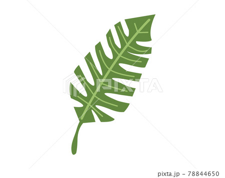 大きな長い葉っぱのイラストのイラスト素材