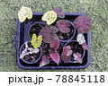 Many species of caladium in a litter box. 78845118