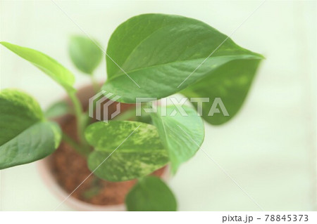 鉢植えのポトス 鉢植えのポトス 78845373