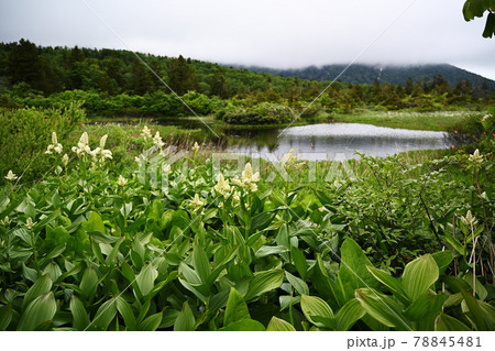 コバイケイソウと睡蓮沼 78845481