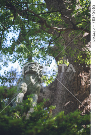 福岡県糸島市の六所神社のクスノキ（福岡県指定天然記念物）と狛犬 78845665