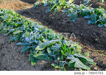 寒い朝のイメージ_霜の降る野菜 寒い朝のイメージ_霜の降る野菜 78845703