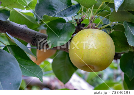 二十世紀梨 (鳥取県湯梨浜町）の写真素材 [78846193] - PIXTA