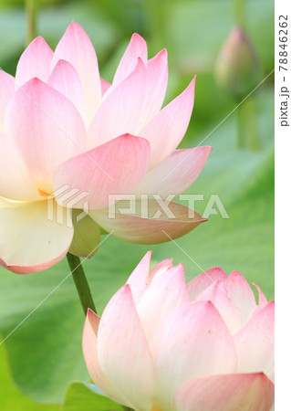 ハスの花クローズアップ 78846262